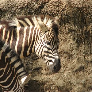 Taronga 2012 - Plains Zebra