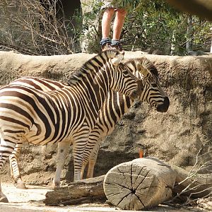 Taronga 2012 - Plains Zebras