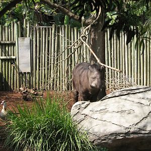 Taronga 2012 - Brazilian Tapir and Egyptian Goose
