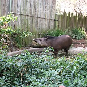 Taronga 2012 - Brazilian Tapir