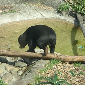 Taronga 2012 - Sun Bear