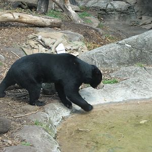 Taronga 2012 - Sun Bear