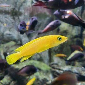 Lemon cichlid (neolamprologus lelupi)