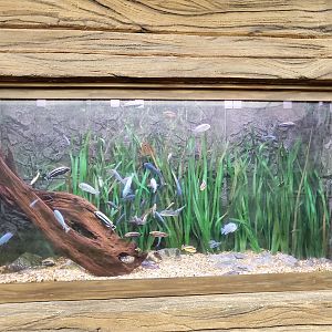 Exhibit for cichlids