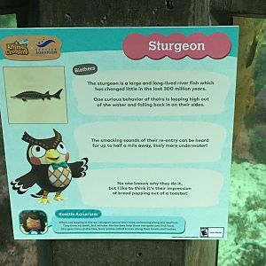 Sturgeon Signage - Animal Crossing
