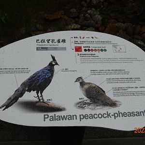 The sign of Palawan Peacock-pheasant (Polyplectron napoleonis)