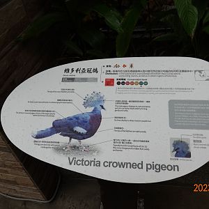 The sign of Victoria Crowned Pigeon (Goura victoria)