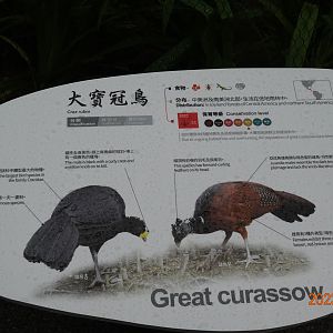 The sign of Great Curassow (Crax rubra)