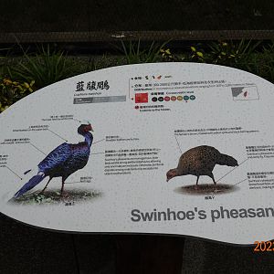 The sign of Swinhoe's Pheasant (Lophura swinhoii)