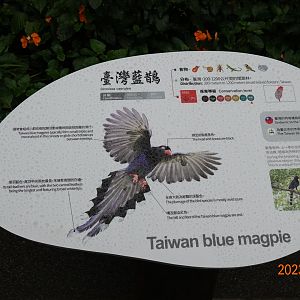 The sign of Taiwan Blue Magpie (Urocissa caerulea)