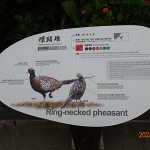 The sign of Taiwan Ring-necked Pheasant (Phasianus colchicus formosanus)