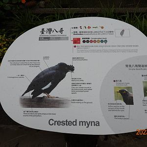The sign of Crested Myna (Acridotheres cristatellus formosanus)