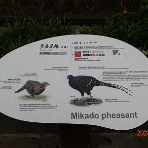 The sign of Mikado Pheasant (Syrmaticus mikado)