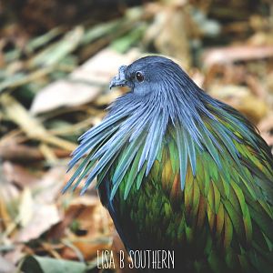 Nicobar Pigeon