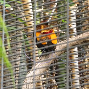 Magnificent Bird-of-Paradise (Male)