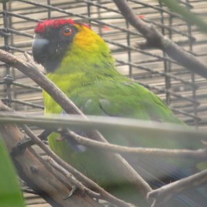Horned Parakeet