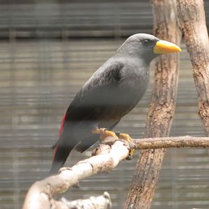 Grosbeak Starling
