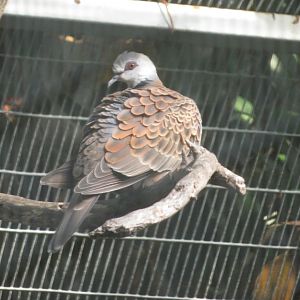 Adamawa Turtle-Dove
