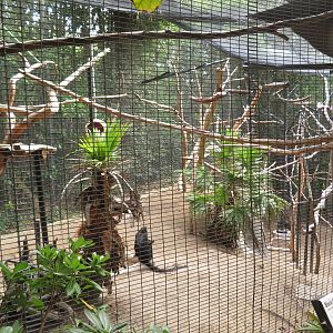 Black Crested Mangabey Exhibit