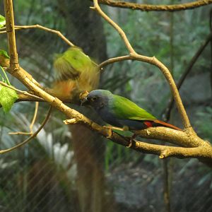Tricolored Parrotfinch