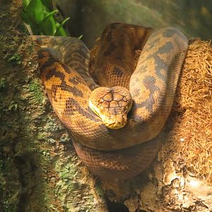 Timor Python