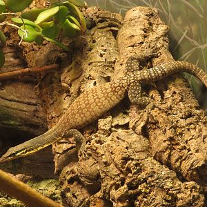 Kimberley Rock Monitor