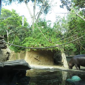 Pygmy Hippo/Monkey Exhibit