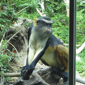 Wolf's Guenon