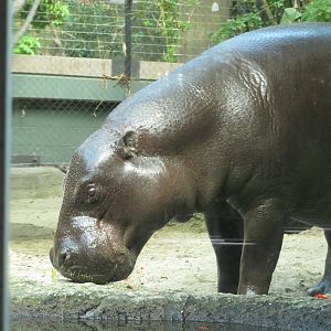 Pygmy Hippo