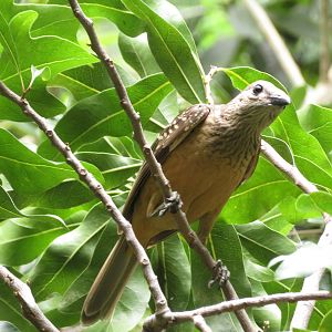 Fawn-breasted Bowerbird