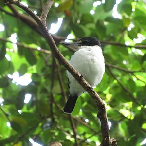 White-collared Kingfisher