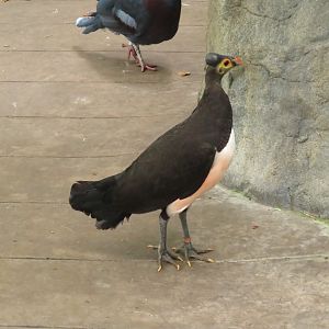 Maleo