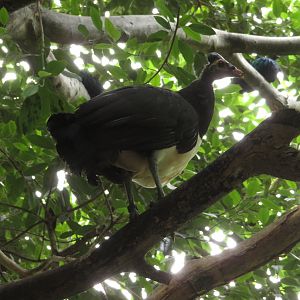 Maleo in Tree