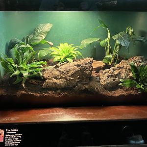 Congo Gorilla Forest - Togo Fire Skink Terrarium