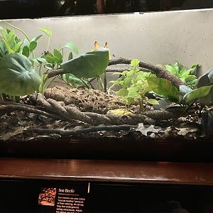 Congo Gorilla Forest - Sun Beetle Exhibit