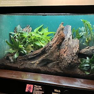 White-Spotted Assassin Beetle Terrarium