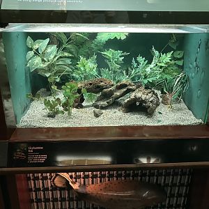 Congo Gorilla Forest - Elephantnose Fish Terrarium