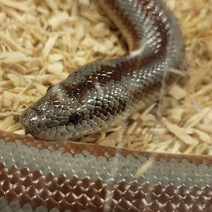 Rosy boa - Lichanura trivirgata saslowi