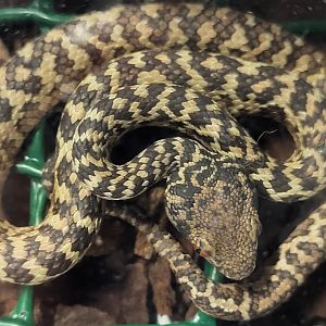 Trimeresus honsonensis