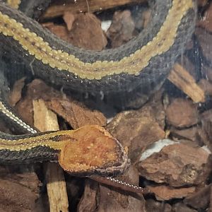 Ovophis makazayazaya