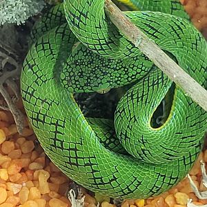 Trimeresurus schultzei