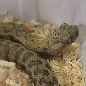Macrovipera lebetinus turanica
