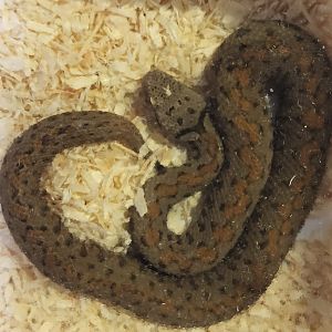 Montivipera raddei raddei