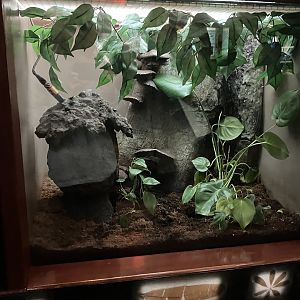 Congo Gorilla Forest - Empty(?) Terrarium