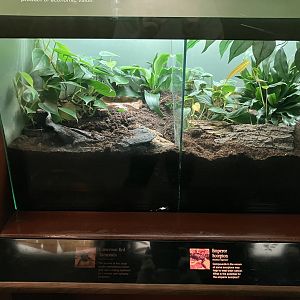 Congo Gorilla Forest - Cameroon Red Tarantula Terrarium