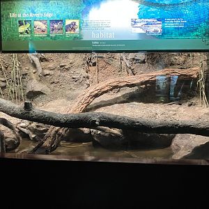 Congo Gorilla Forest - Nile Monitor Exhibit