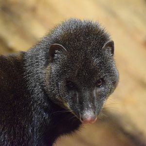 Marsh mongoose - October 2023