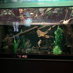 Congo Gorilla Forest - Panther Bushfish /Banded Bushfish/Ornate Bichir Tank
