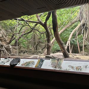 Congo Gorilla Forest - Mandrill/Angolan Colobus/Red River Hog Exhibit