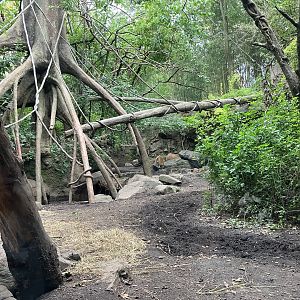 Congo Gorilla Forest - Mandrill/Angolan Colobus/Red River Hog Exhibit